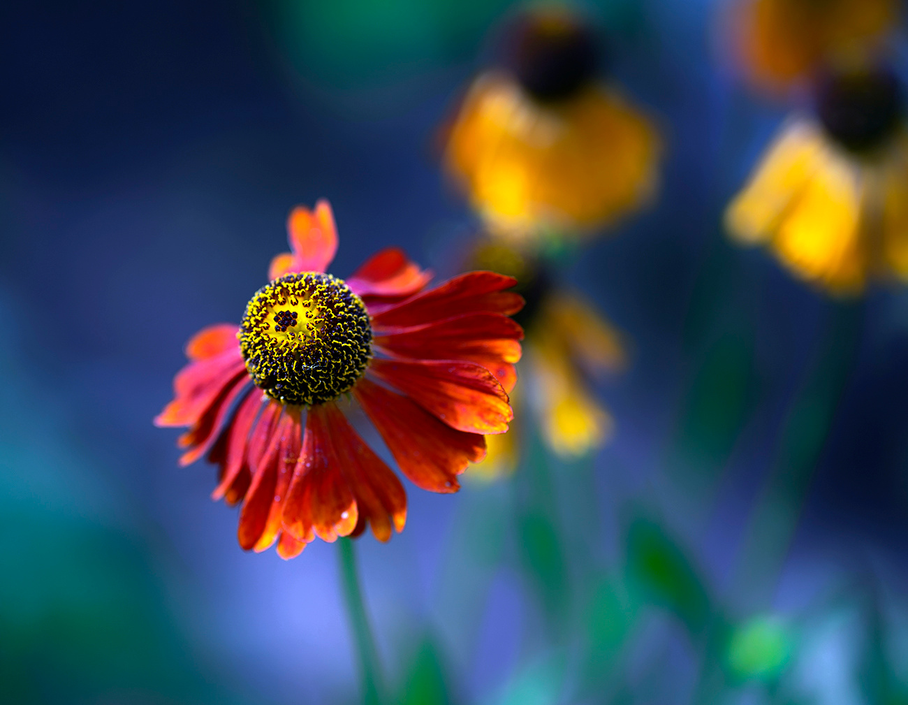 helenium 