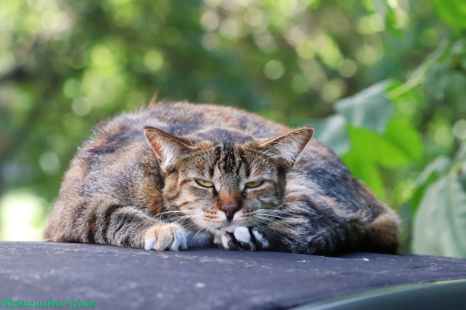 Томный котик животные кошки томный котик
