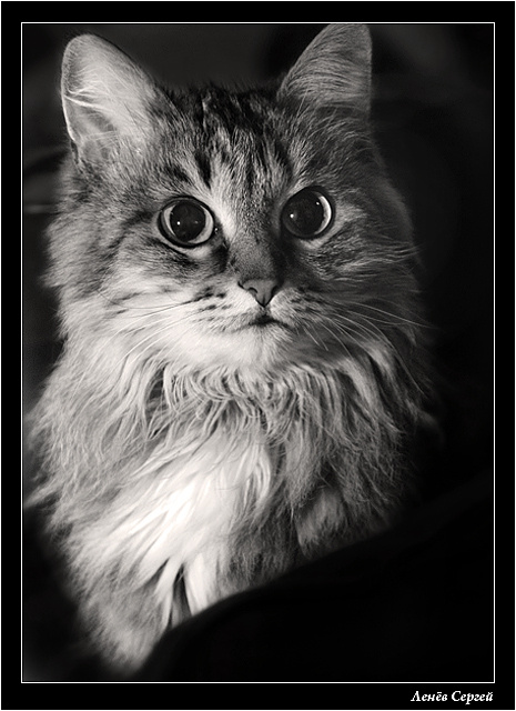 Охотница Кошка, Сергей Ленёв