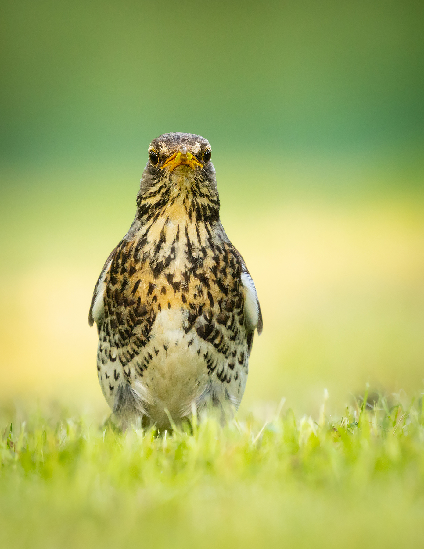 Fieldfare 