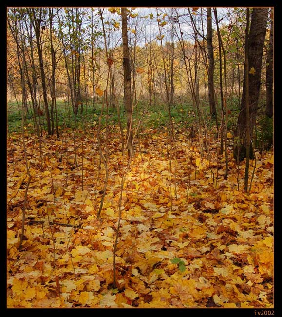 *** природа золотая осень
