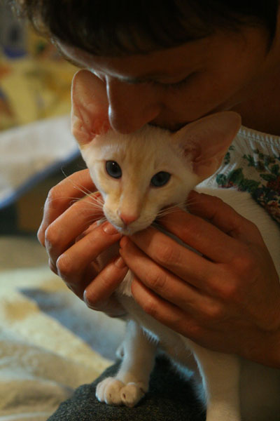 любимчик котенок сиам рыжий любовь