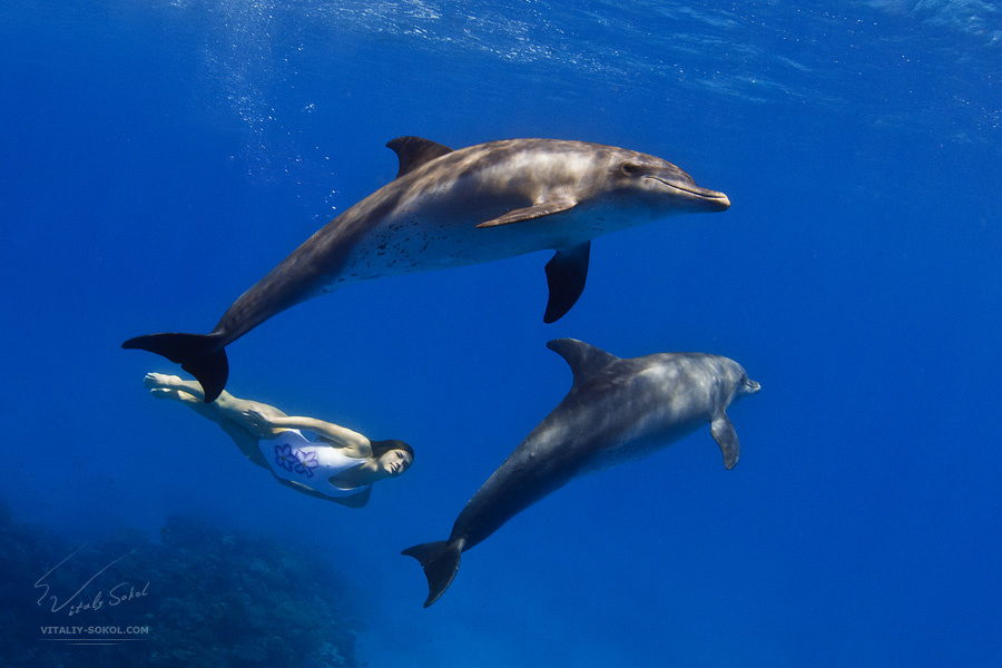 Ангелы моря dolphins, model, underwater, vitaliy-sokol.com
