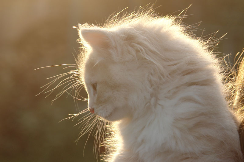 золотой мальчик :) котенок, солнце, закат