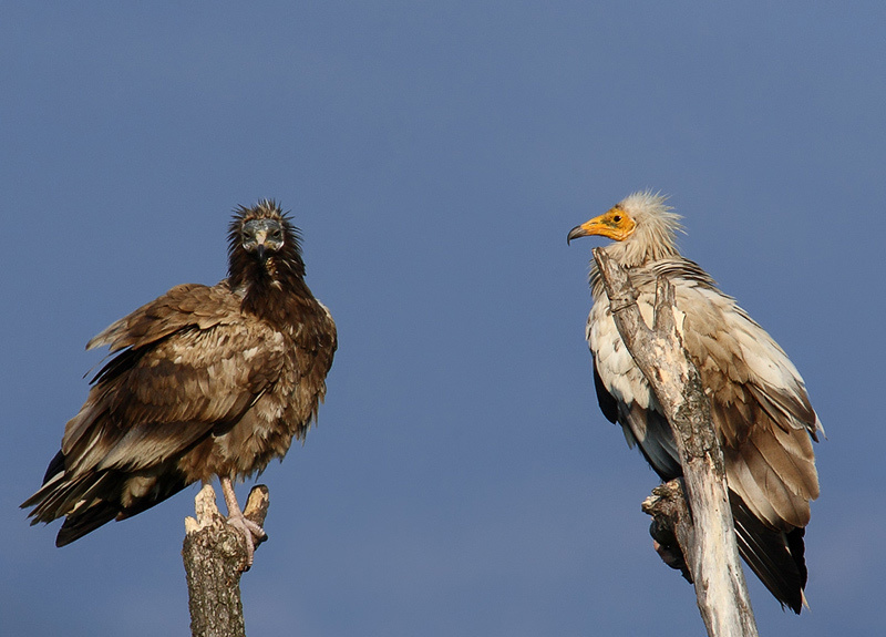 Поколения Египетский стервятник (Neophron percnopterus)