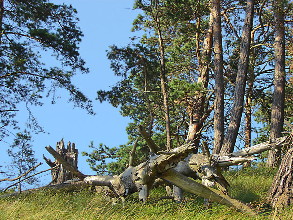 прогулка 