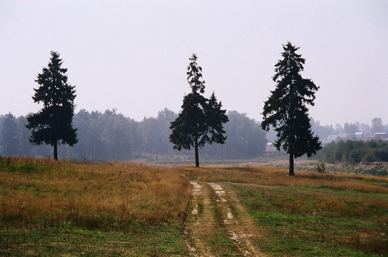1_3 дорога, дерево, поле