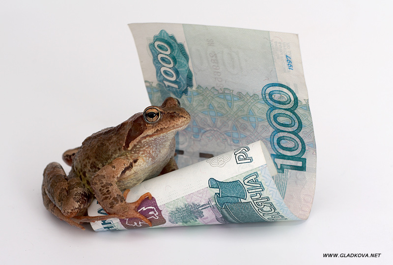 Портрет моей \"Жабы\" :) 
