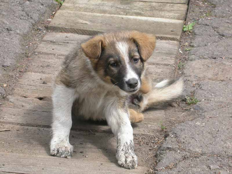 Закусали! cобака