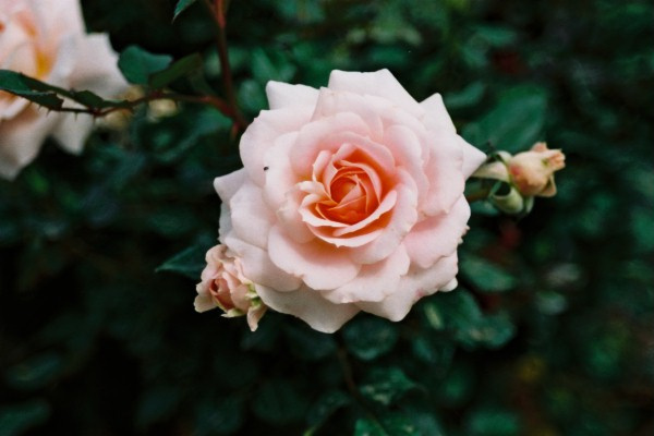 Rose rose
