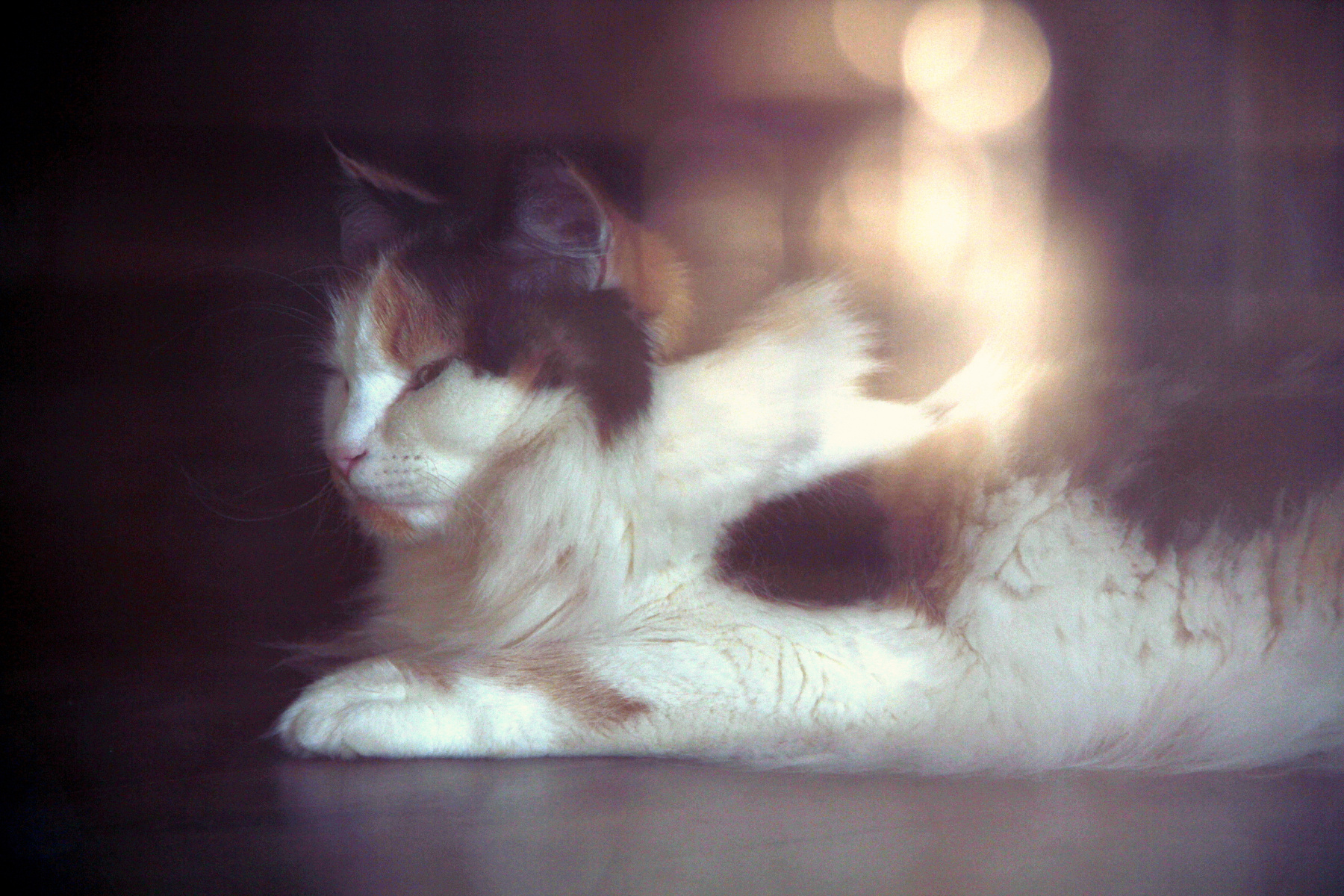 *** кошка
