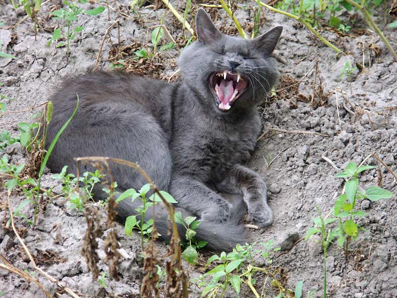 --- кот