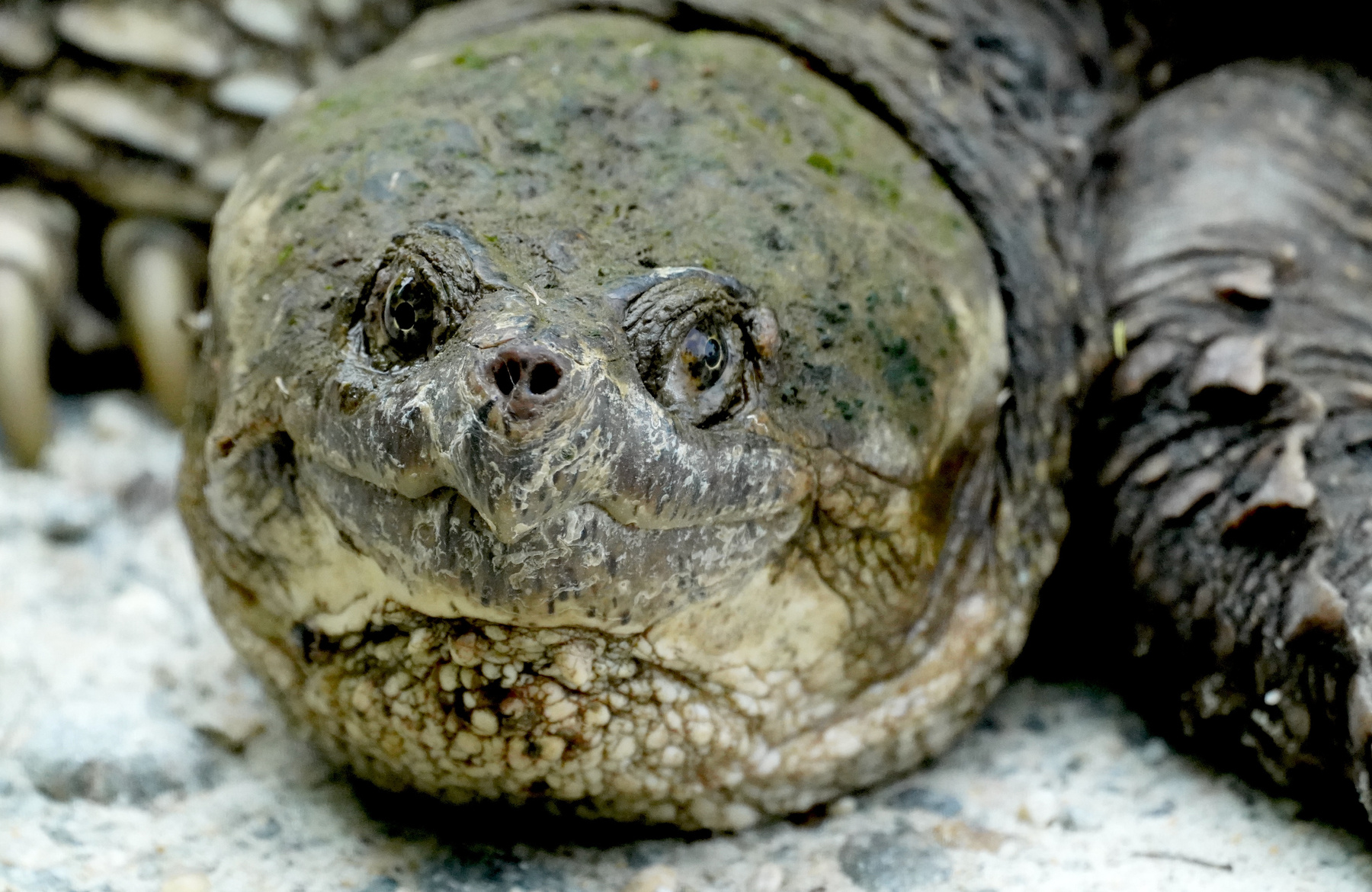 Каймановая черепаха Каймановая черепаха snapping turtle