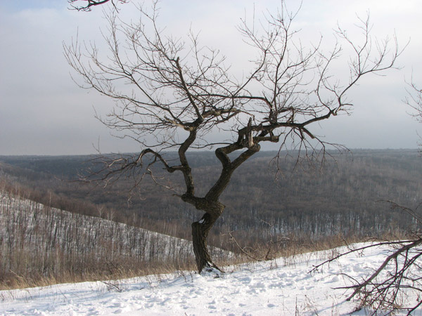 Какая жизнь - такое и дерево 