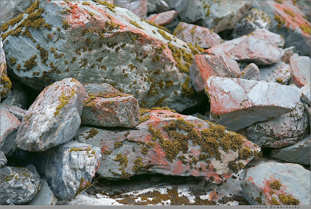 Живые камни март, Новая Зеландия, Южные Альпы, камни, лишайник
