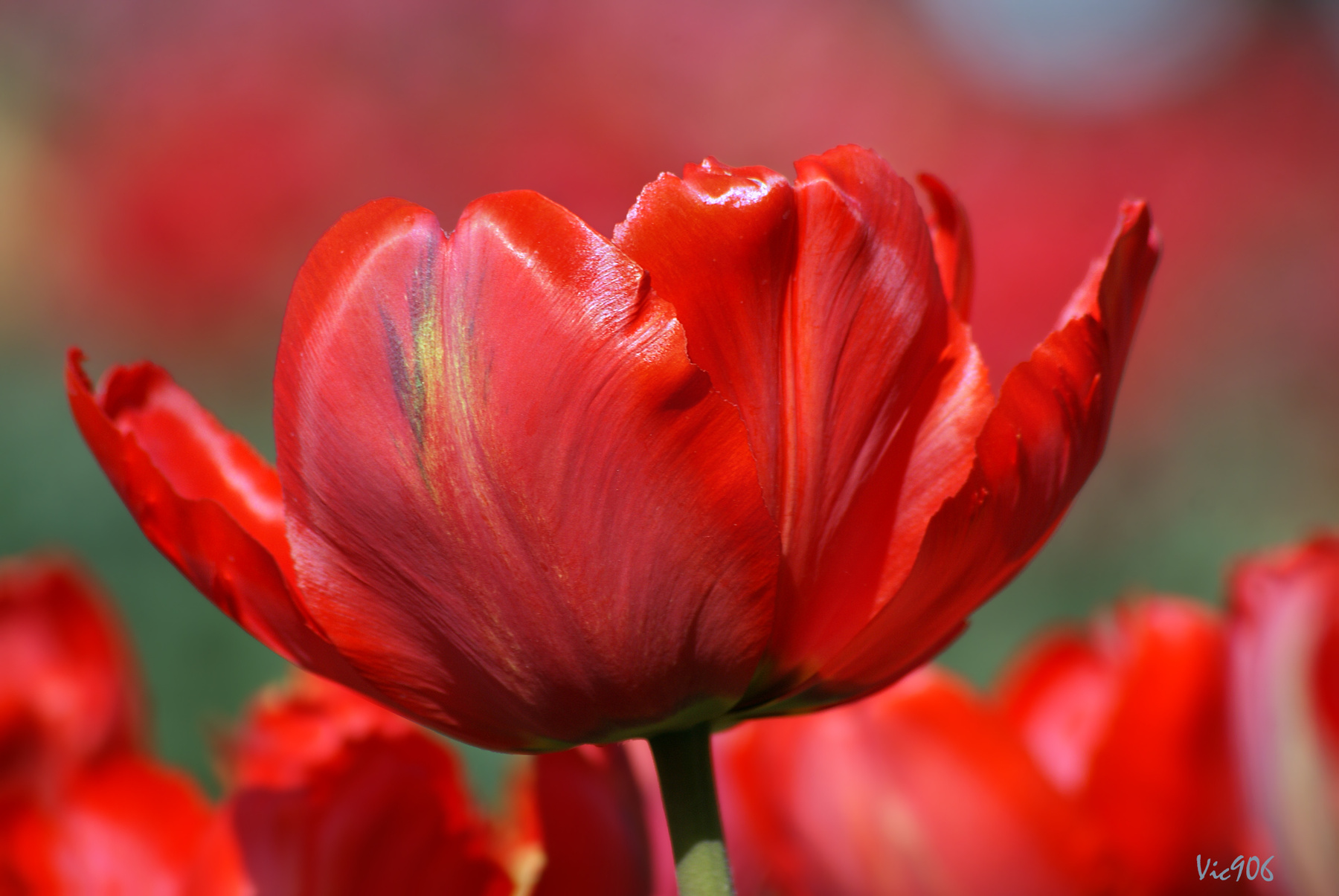 С Женским праздником!! цветы природа весна тюльпан tulips тюльпаны май