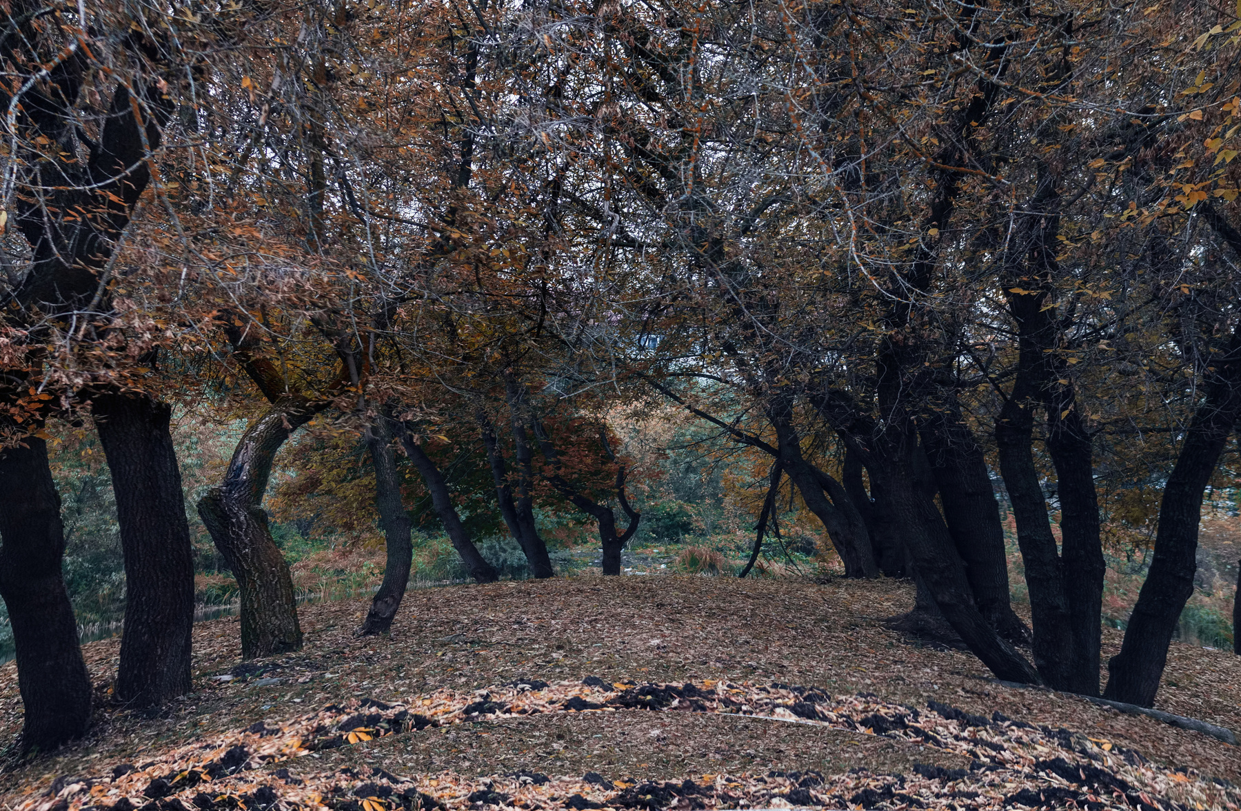 краски осени лес ,осень,
