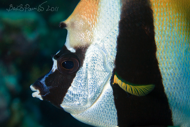 однорогий хениохус Heniochus monoceros Masked Banner Fish Бабочка вымпельная однорогая масковая желтохвостая Однорогий хениохус Мальдивы Maldives