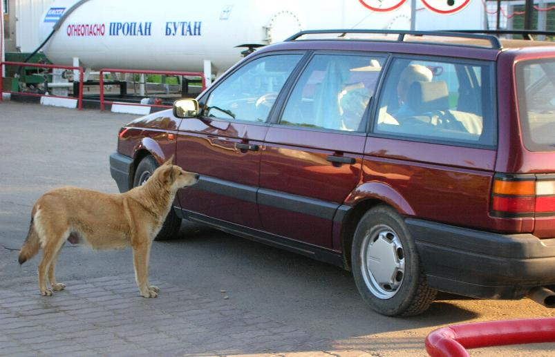 Бездомный Пес Поможите чем могите ... люди мы не местные