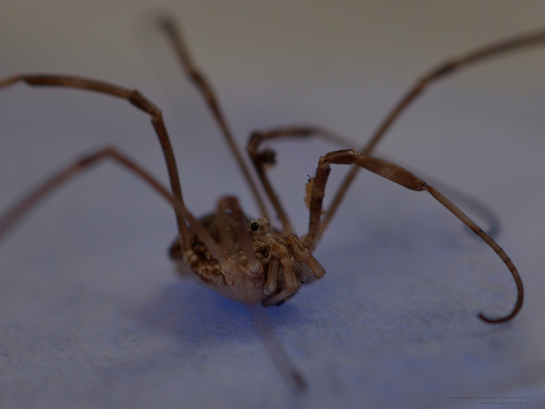 Скакуны и наездники Паук макро