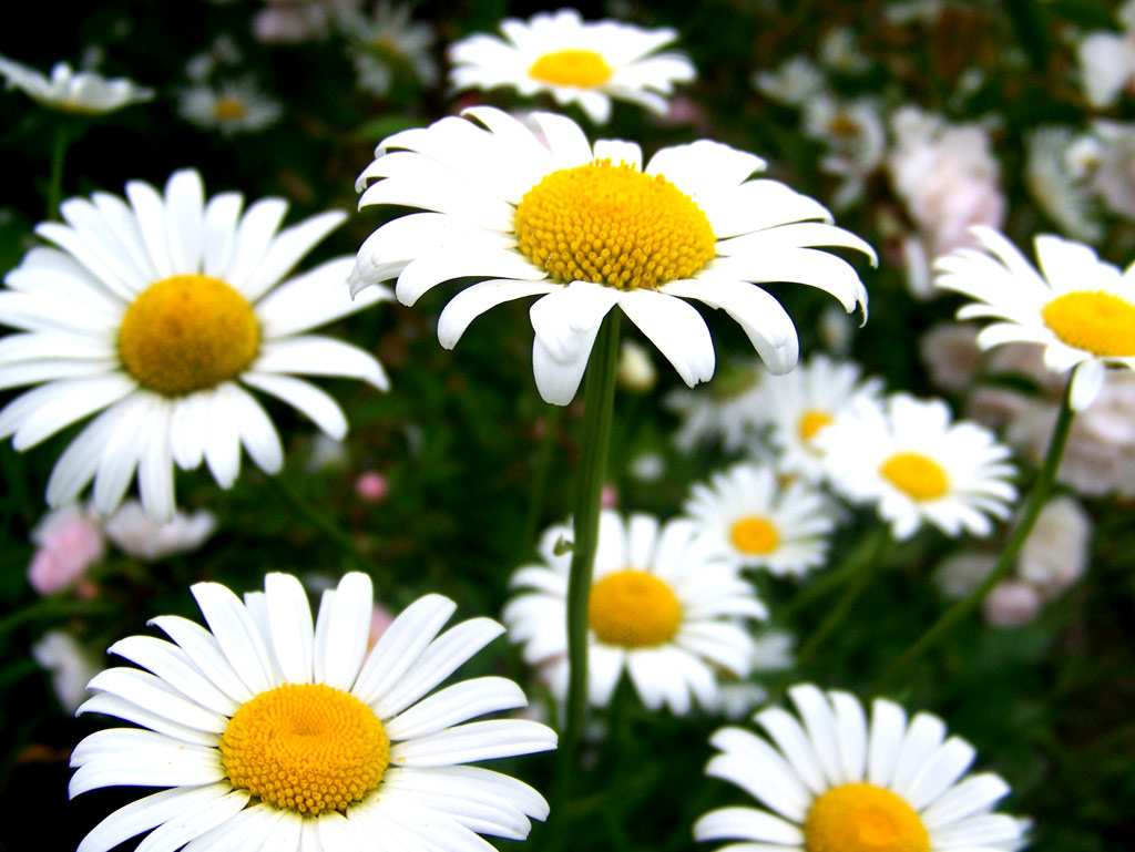 Camomiles Camomiles Ромашки