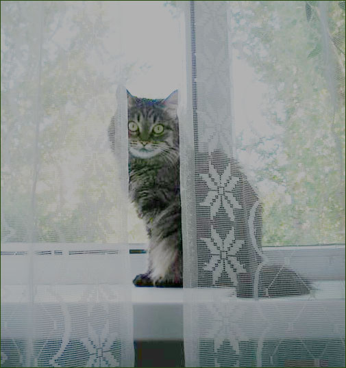 Одна одинешенька кот животные сон