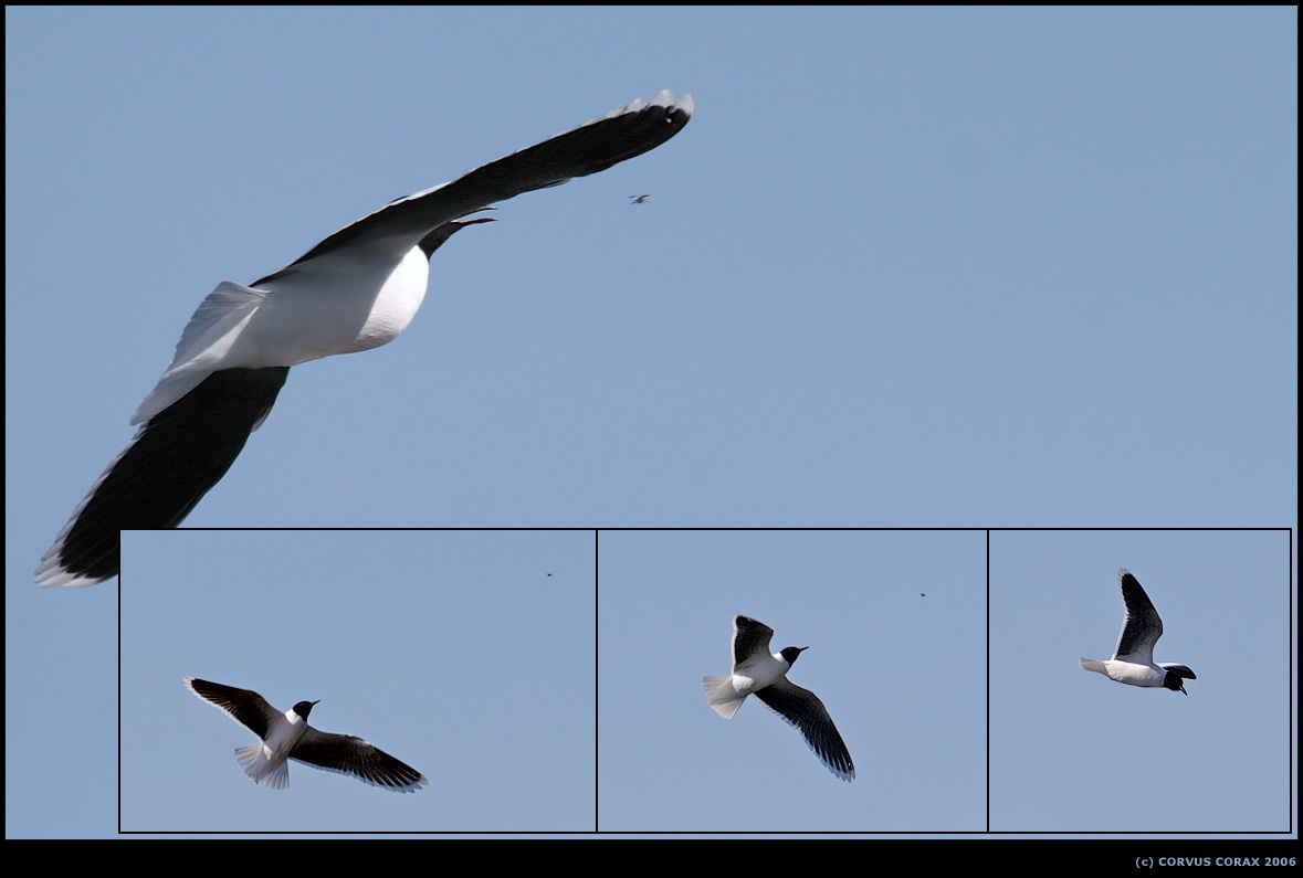 Летняя диета малой чайки Малая чайка Larus minutus