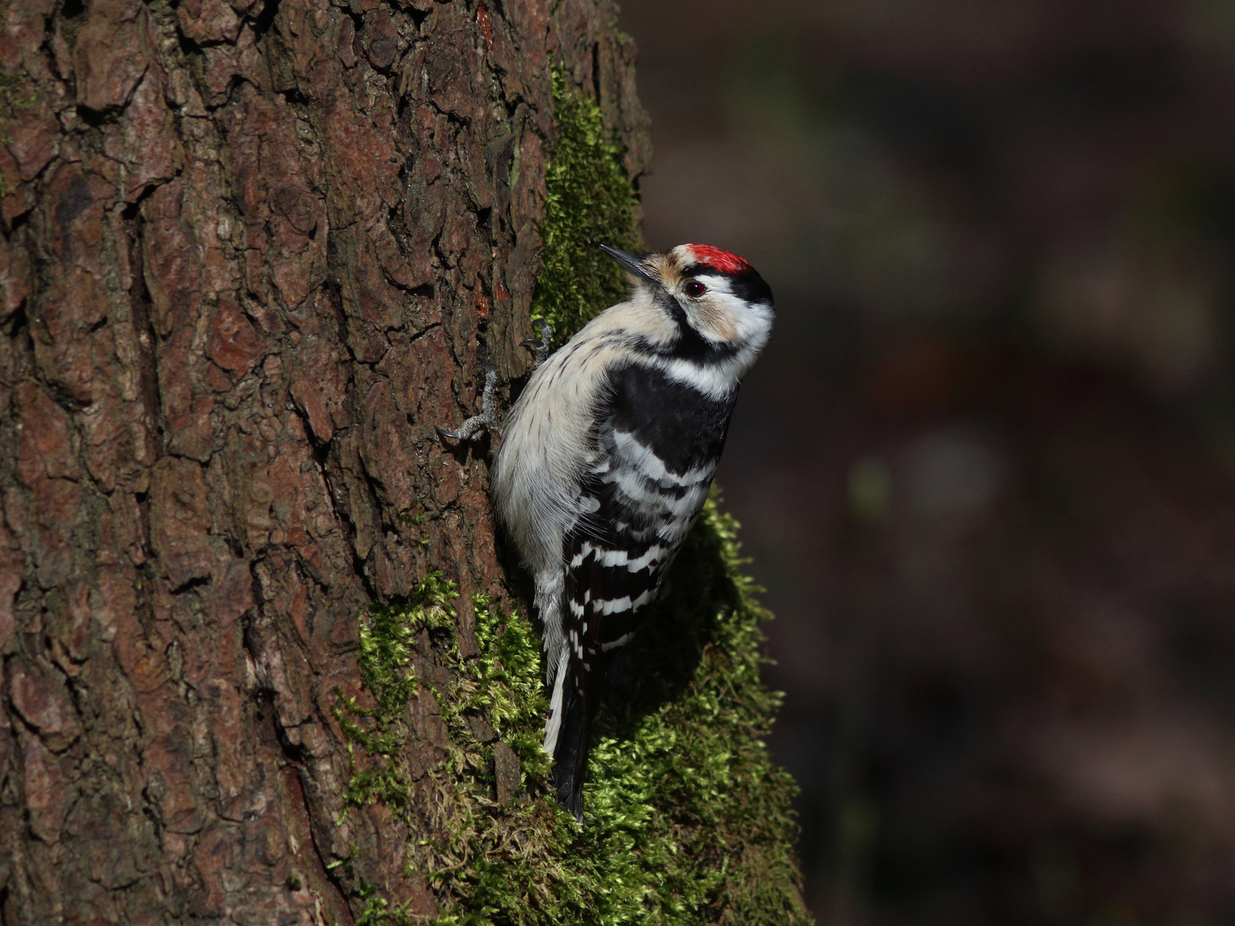 Маленький пёстренький Малый пёстрый дятел Dendrocopos minor Lesser spotted woodpecker