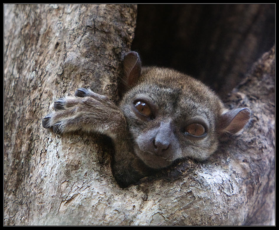 Дом. Милый дом... мадагаскар madagascar ankarana lemur лемур лепилемур