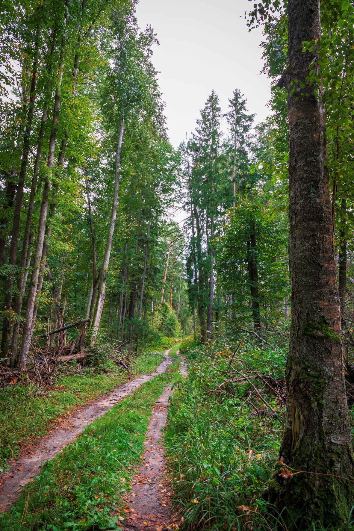 Дорога в лесу 
