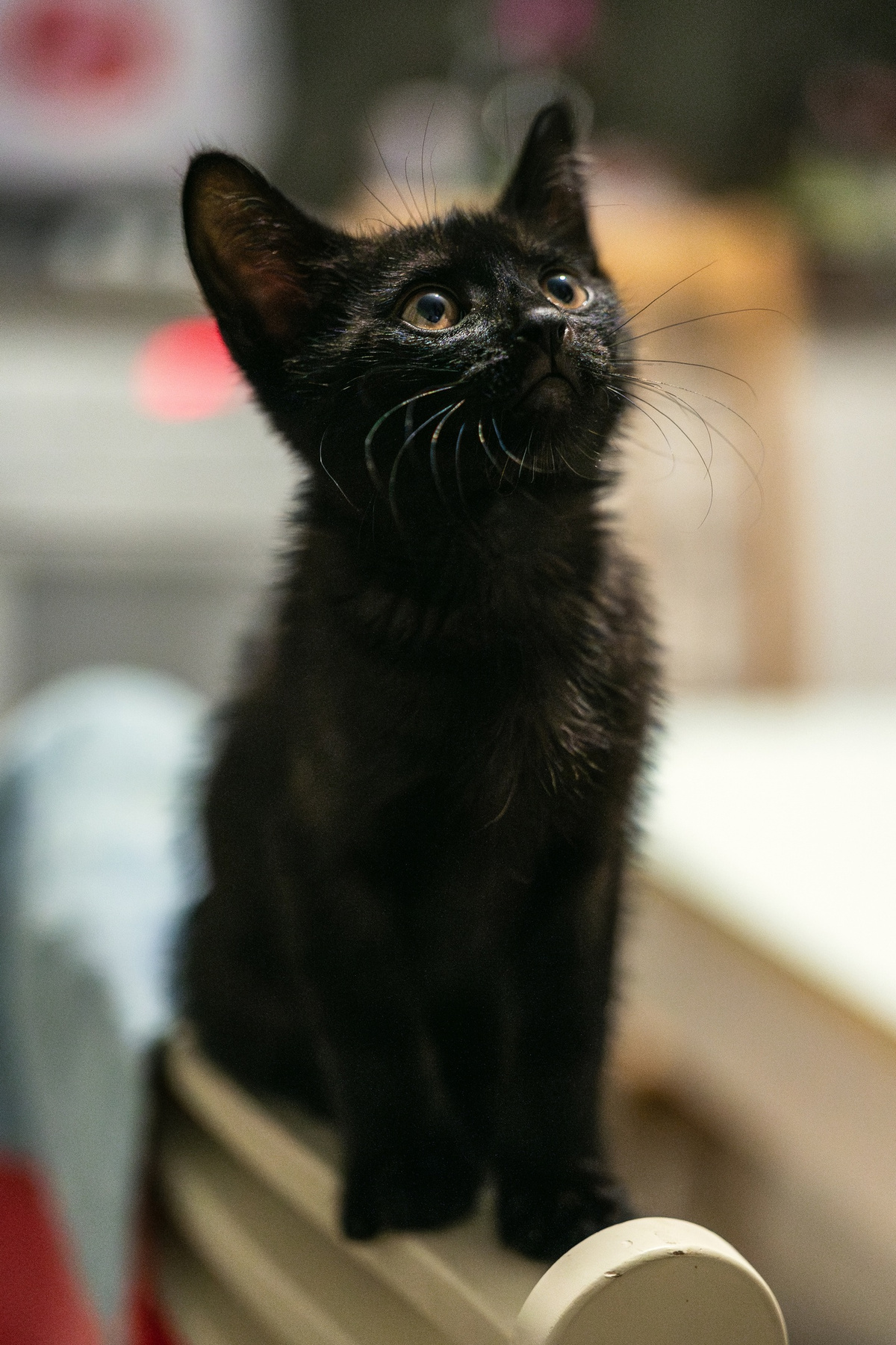 Кот 