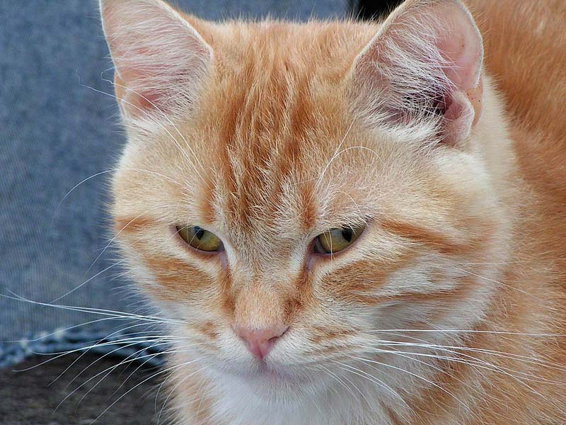 Даи проснусь Кошка кот