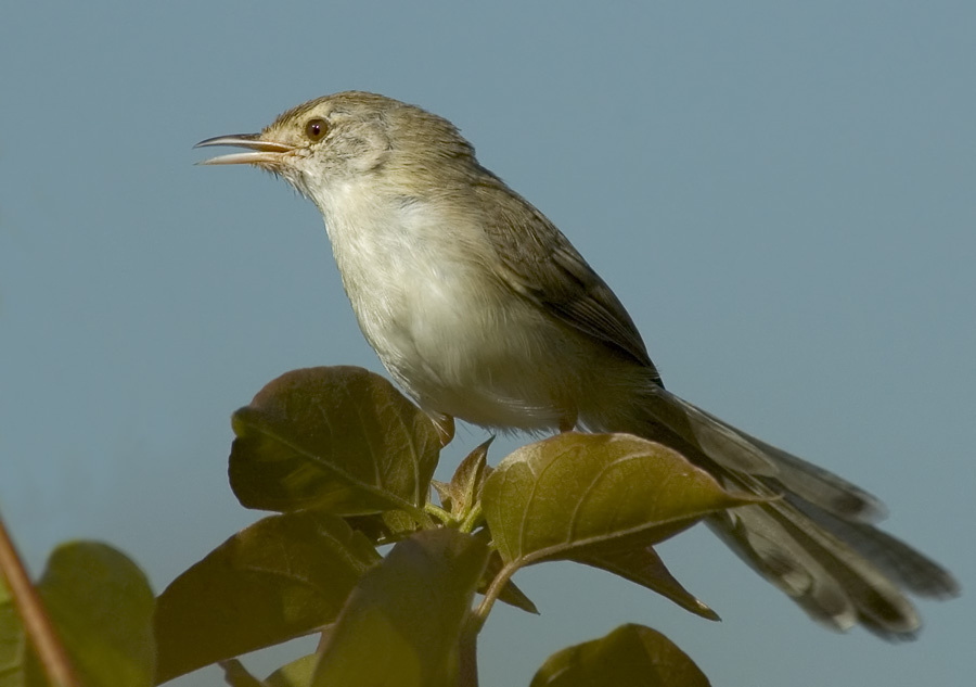 Изящная приния Изящная приния, Graceful Prinia, Graceful Warbler,  Prinia gracilis