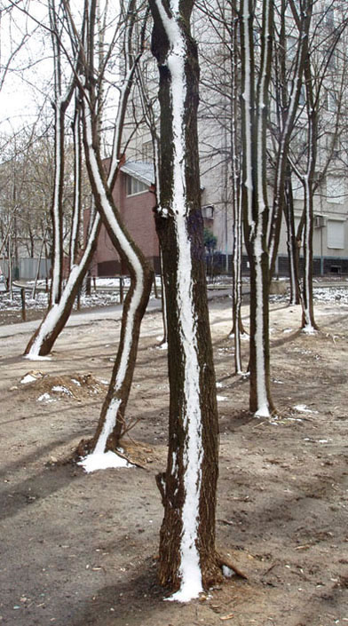 апрельский снег снег, деревья