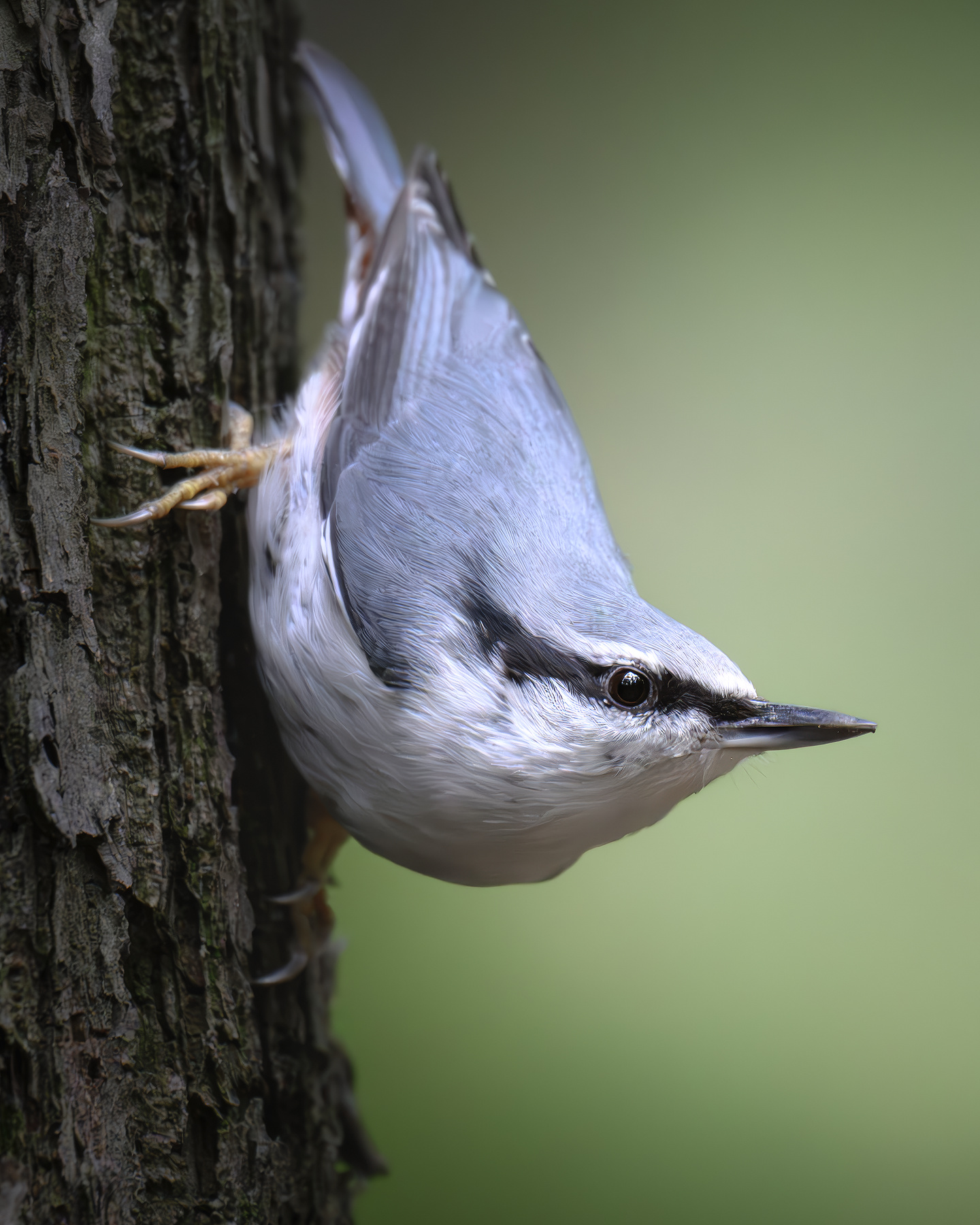 Обыкновенный поползень (Sitta europaea) 