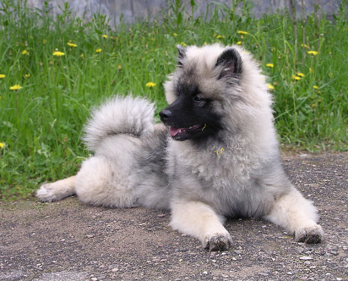 Like a lady щенок кеесхонд