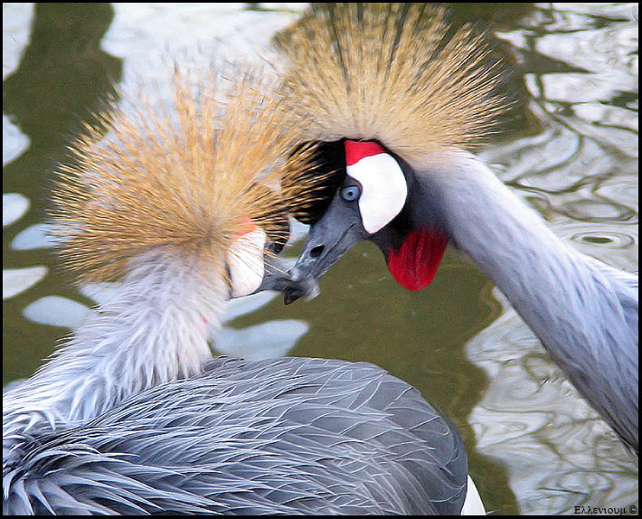 Kiss kiss, birds, цапли, поцелуйки