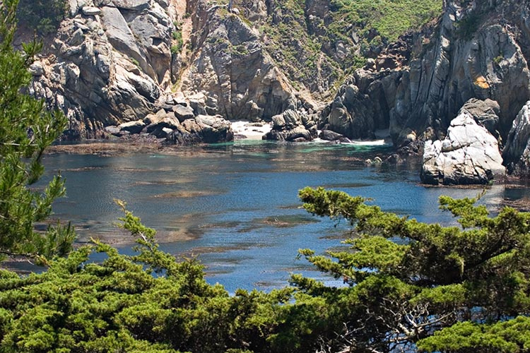 Point Lobos (открытка) 
