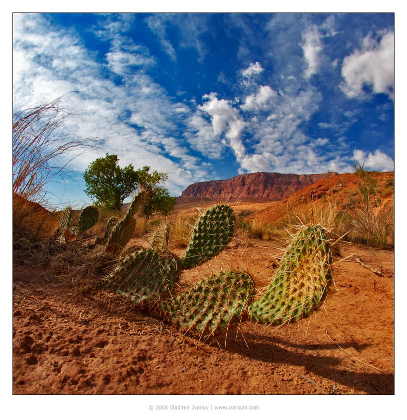 Рыжее утро Paria River Utah US каньон кактусы