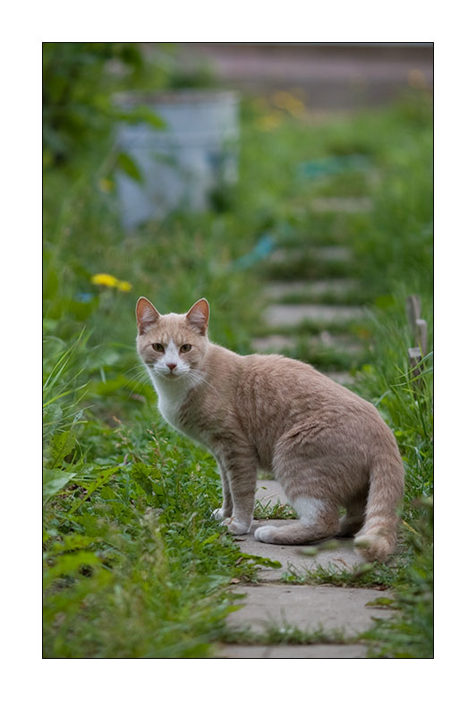 воришка кот, коты, рыжие