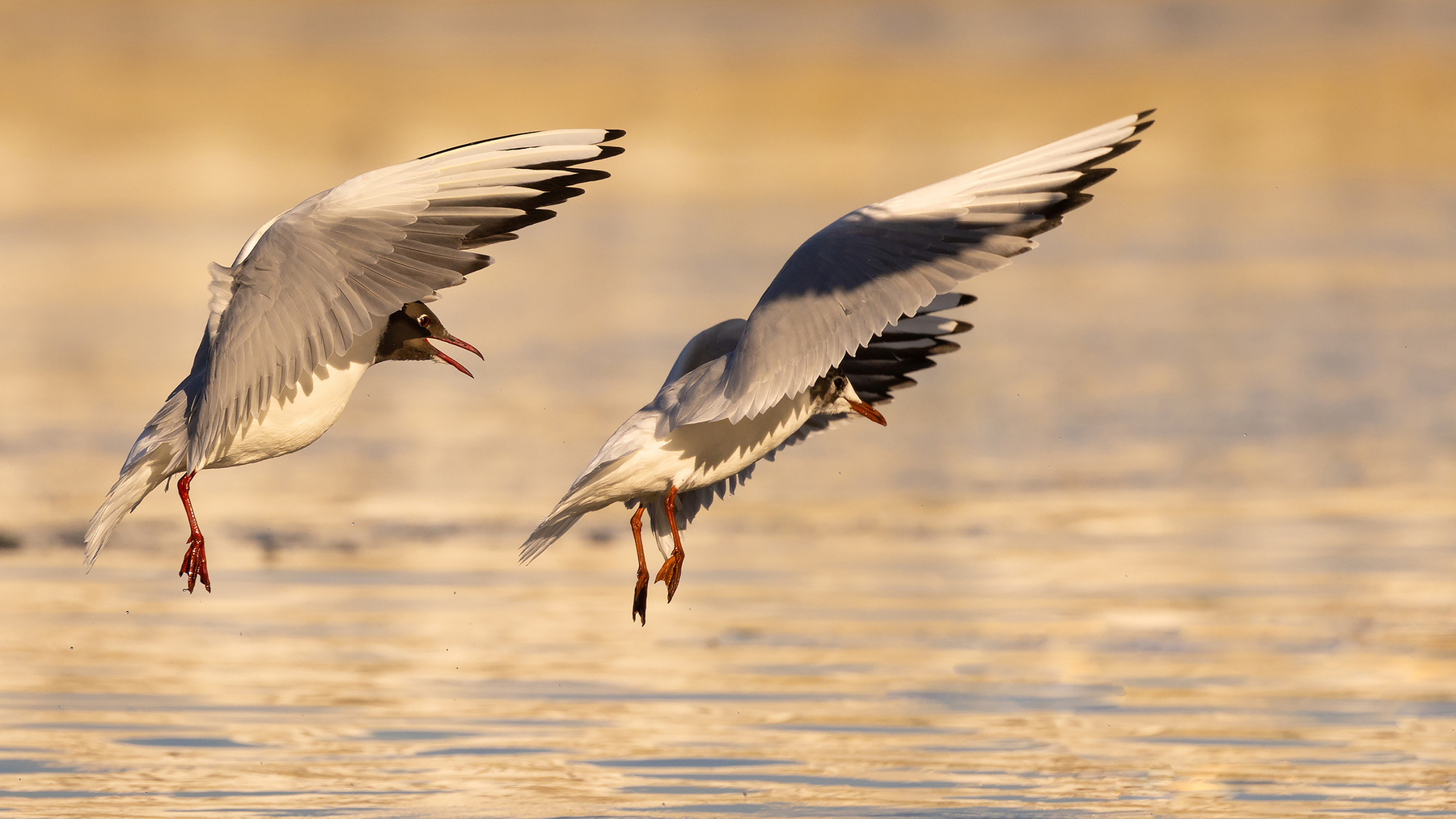 Gulls 