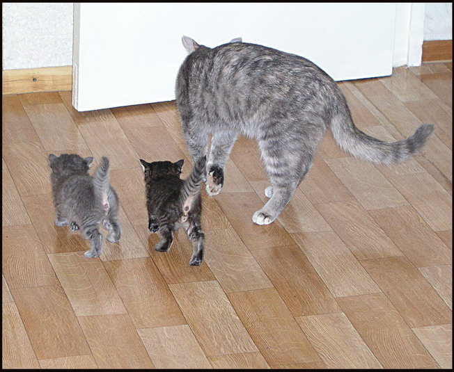 За мамкой. котята, кошка, дети, питомцы