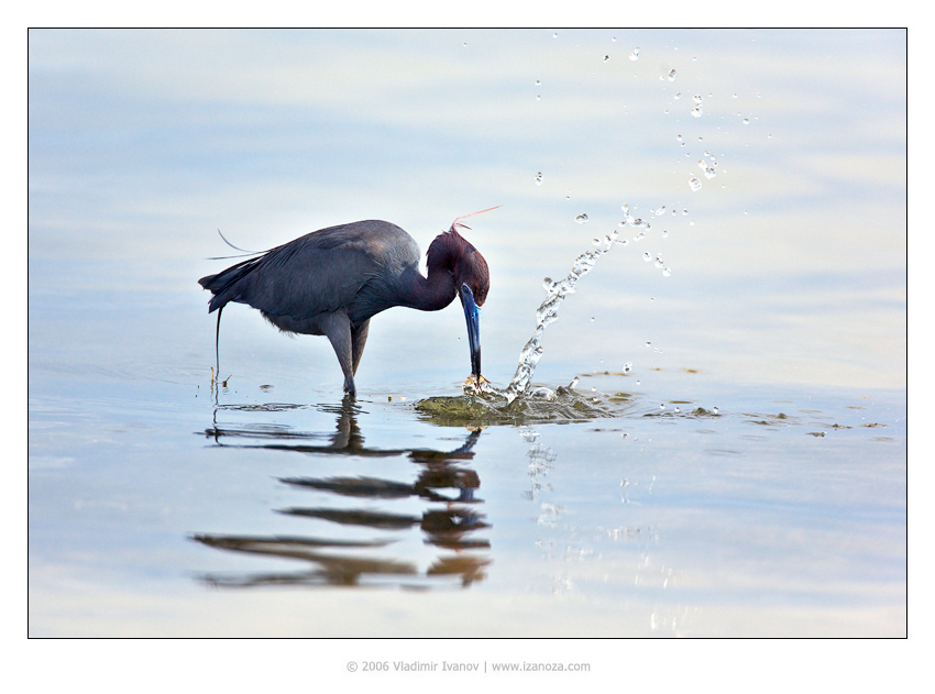 Всплеск малая голубая цапля little blue heron Florida US