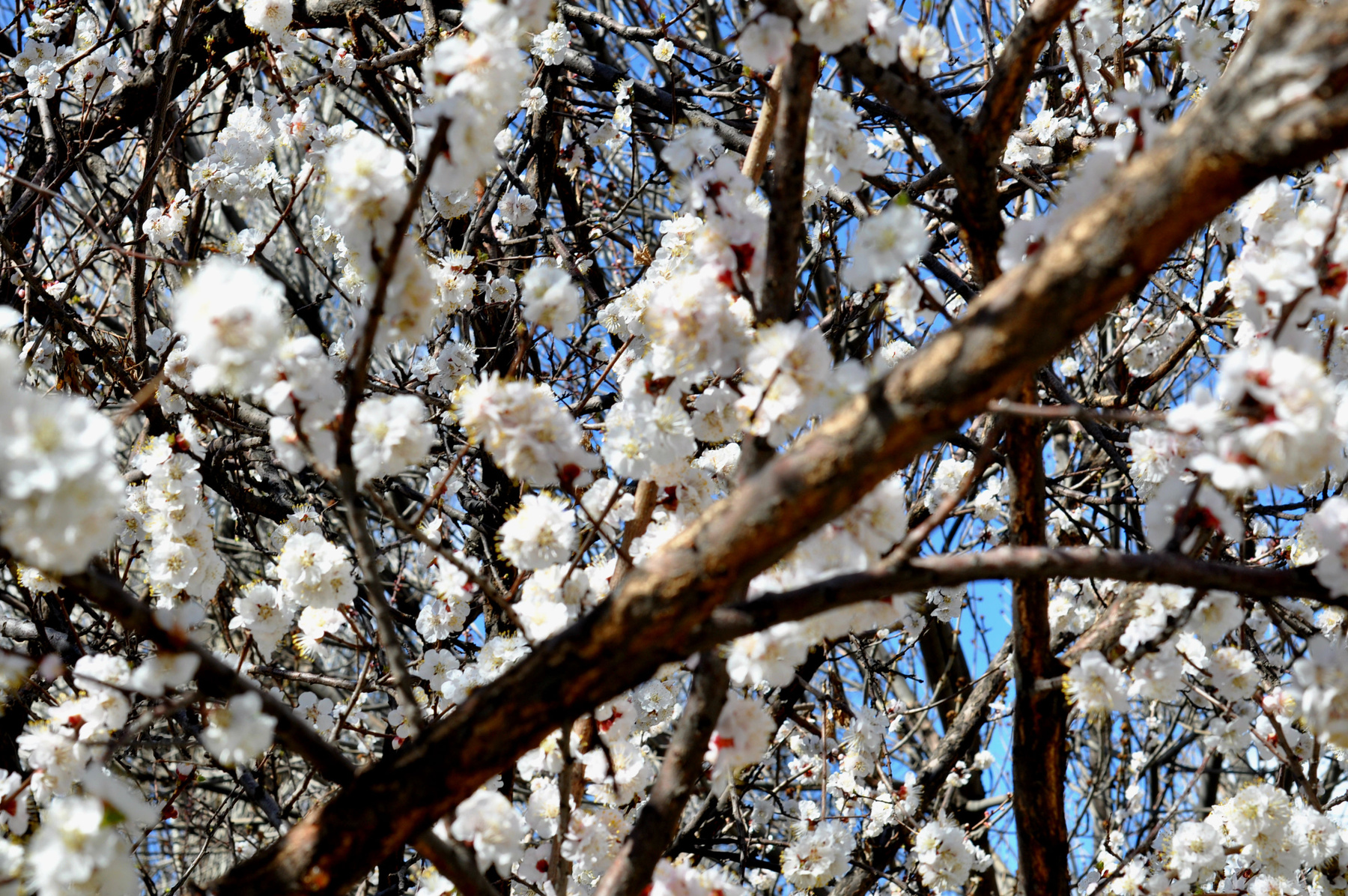 Cherry cherry armenia yerevan