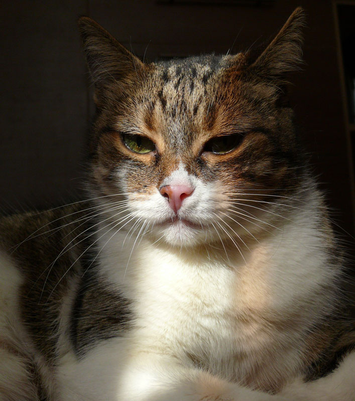 Кошка кошка