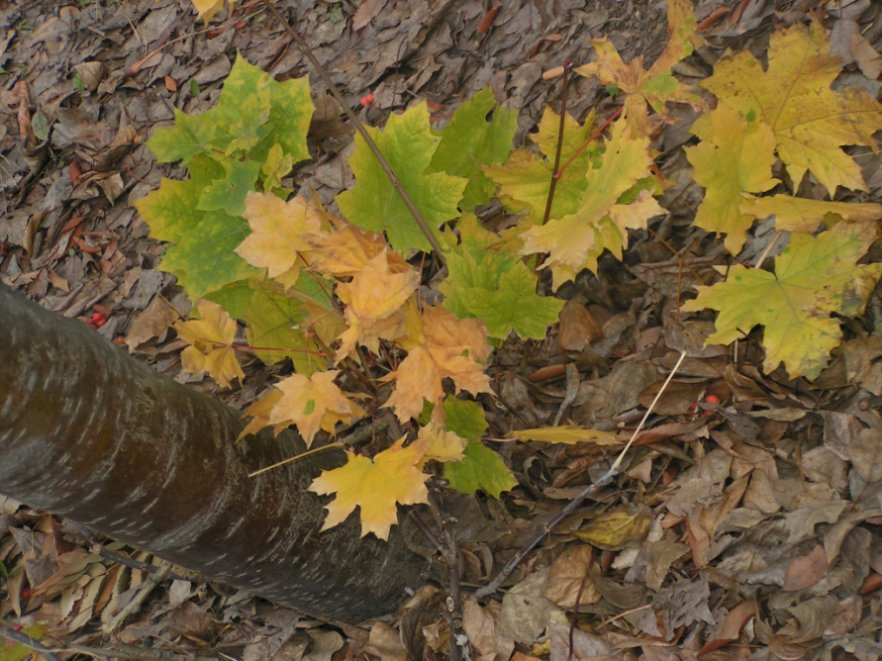 я не умею... leaves