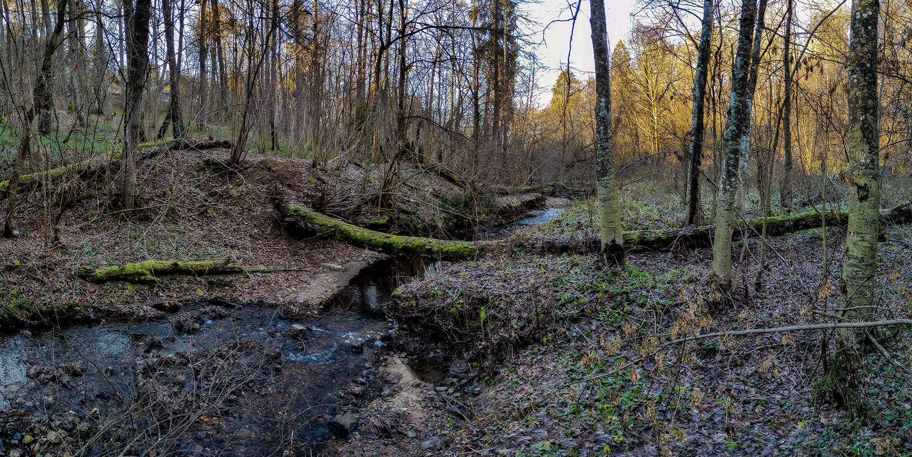 Ручей осень пейзаж природа лес деревья ручей