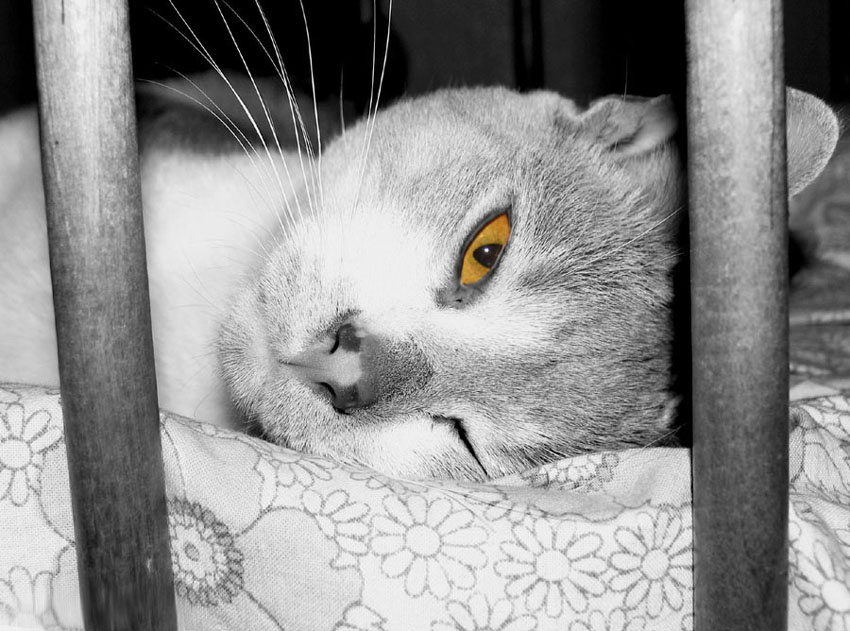 Агент... Агент, кот, жывотное, спит, смотрит, ожыдает
