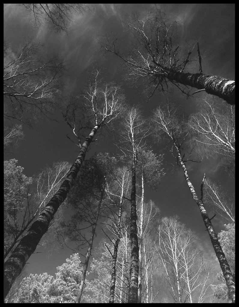 *** Rollei infrared.