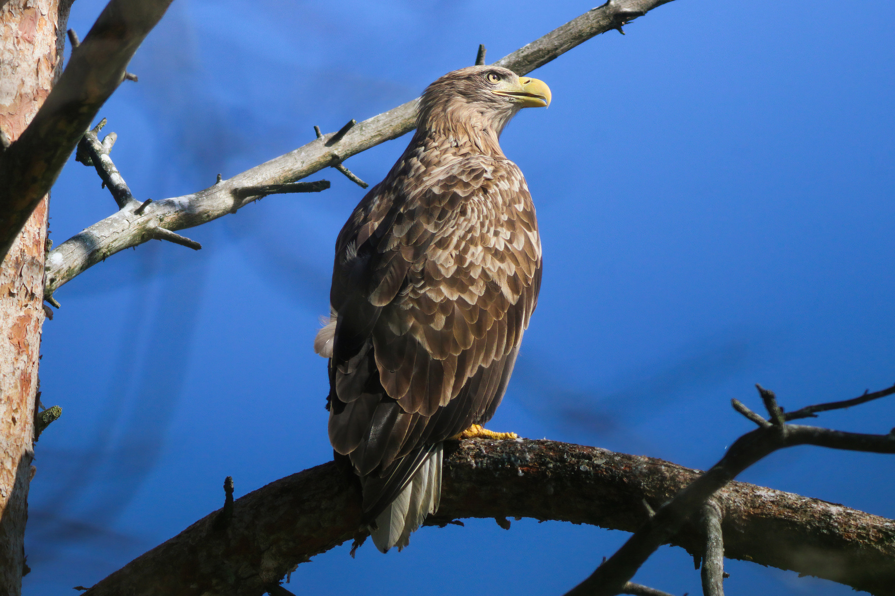 На своём любимом месте Орлан-белохвост Haliaeetus albicilla White-tailed eagle